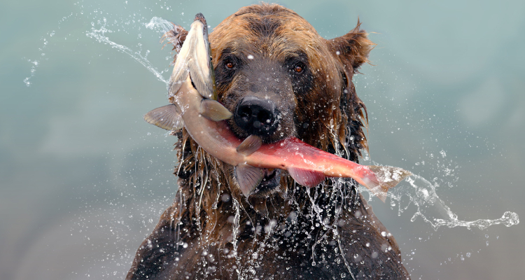 Los Juegos del Hambre: El gran desafío del oso de Alaska