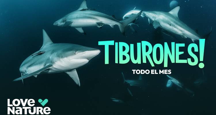 Love Nature presenta el ‘Mes de tiburones’